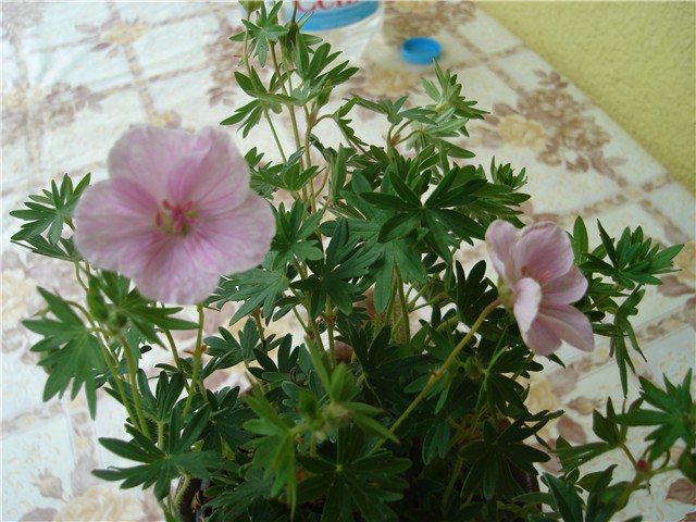 sajam
